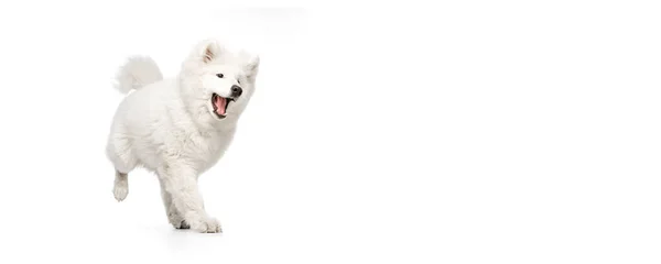 Flyer Looks Happy Delighted Portrait Breed Dog Fluffy Snow White — Stockfoto