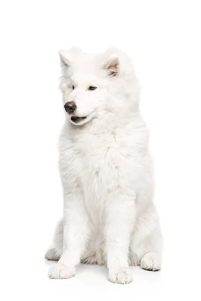 Noble Perro Retrato Raza Perrito Esponjoso Blanco Como Nieve Samoyed —  Fotos de Stock