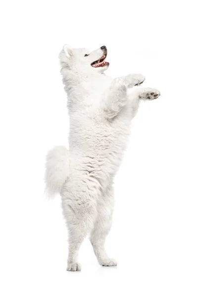 Играть Прыгать Смотреть Вверх Портрет Породы Собаки Пушистый Белоснежный Самоед — стоковое фото