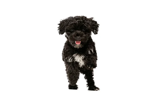Charmer One Cute Doggy Fluffy Curly Black Maltipoo Dog Posing — Stockfoto