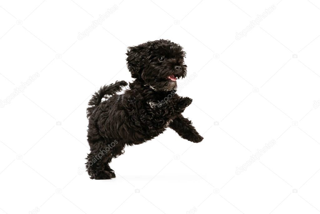 Faithful friend, companion. Portrait of fluffy curly black Maltipoo dog posing isolated over white background. Concept of animal, care, vet, active lifestyle. Copy space for ad. Pet looks happy