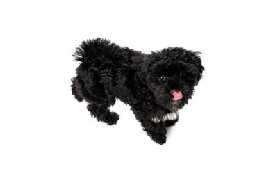 Büyüleyici. Beyaz arka planda yalnız poz veren sevimli, kıvırcık kıvırcık, siyah bir köpek. Hayvan konsepti, bakım, veteriner, aktif yaşam tarzı. Reklam için boşluk kopyala. Evcil hayvan mutlu görünüyor, güzel.