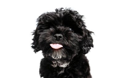 Doggy stick out her tongue. Closeup face of charming dog, fluffy black Maltipoo looking at camera isolated over white background. Concept of animal, care, vet, active lifestyle. Copy space for ad.