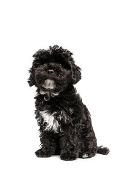 Büyüleyici. Beyaz arka planda yalnız poz veren sevimli, kıvırcık kıvırcık, siyah bir köpek. Hayvan konsepti, bakım, veteriner, aktif yaşam tarzı. Reklam için boşluk kopyala. Evcil hayvan mutlu görünüyor, güzel.