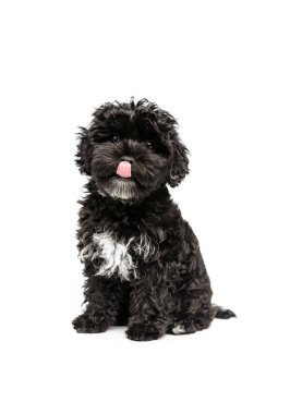 Köpekçik dilini uzatır sevimli safkan köpek, kıvırcık kıvırcık siyah Maltipoo beyaz arka planda izole edilmiş kameraya bakar. Hayvan konsepti, bakım, veteriner, aktif yaşam tarzı. İlan için alanı kopyala.