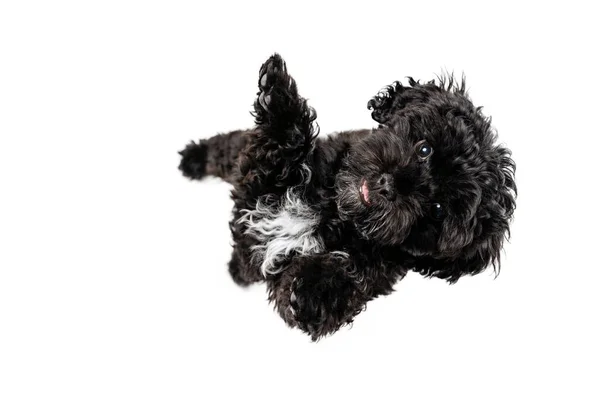 Aerial View Cute Doggy Fluffy Curly Black Maltipoo Dog Posing — Foto Stock