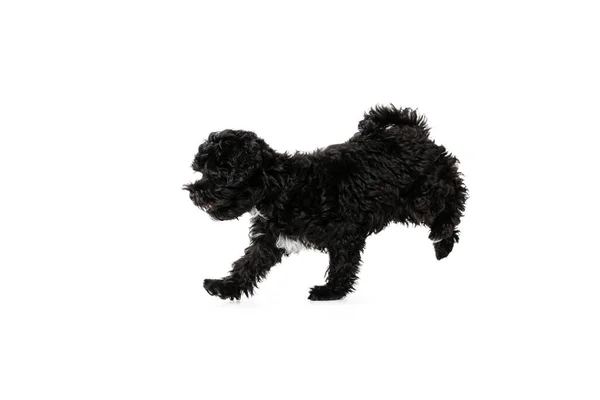 Faithful Friend Companion Portrait Fluffy Curly Black Maltipoo Dog Posing — Stockfoto