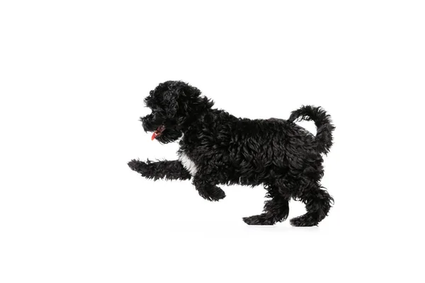Charmer One Cute Doggy Fluffy Curly Black Maltipoo Dog Posing — Stock Photo, Image