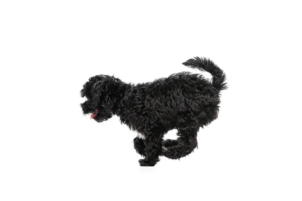 Studio Shot Cute Puppy Maltipoo Dog Playing Running Jumping Isolated — Foto Stock
