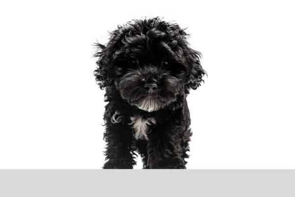 Charmer One Cute Doggy Fluffy Curly Black Maltipoo Dog Posing — Foto Stock