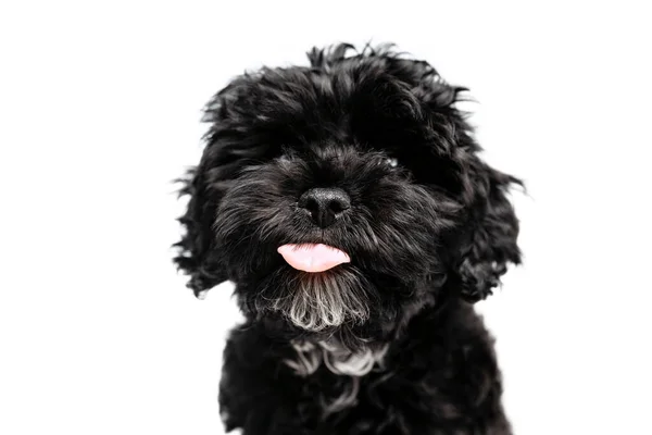 Doggy Stick Out Her Tongue Closeup Face Charming Dog Fluffy — Stock Photo, Image