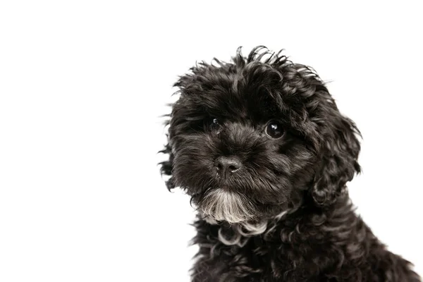 Close Adorable Purebred Dog Fluffy Curly Black Maltipoo Looking Camera —  Fotos de Stock