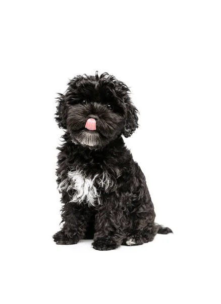 Doggy Stick Out Her Tongue Adorable Purebred Dog Fluffy Curly — Fotografia de Stock