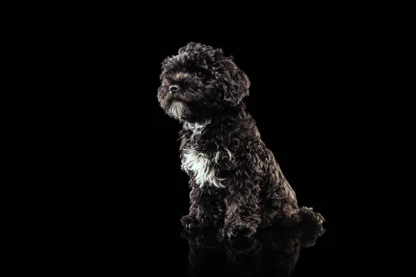 Puppy Portrait Cool Purebred Dog Fluffy Curly Black Maltipoo Looking — Φωτογραφία Αρχείου