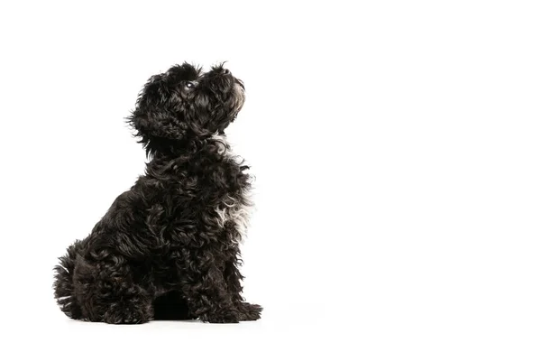 Faithful Friend Companion Portrait Fluffy Curly Black Maltipoo Dog Posing — Foto Stock