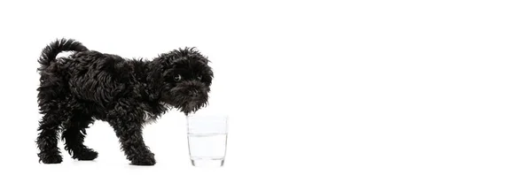 Companion Flyer Portrait Fluffy Curly Black Maltipoo Dog Posing Isolated — Stock Photo, Image