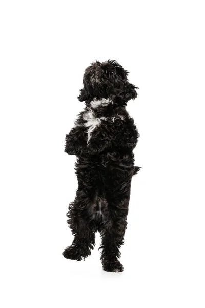 Charmer One Cute Doggy Fluffy Curly Black Maltipoo Dog Posing — Stockfoto