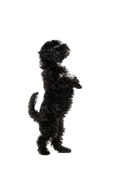 Studio Shot Cute Puppy Maltipoo Dog Playing Running Jumping Isolated — Stockfoto