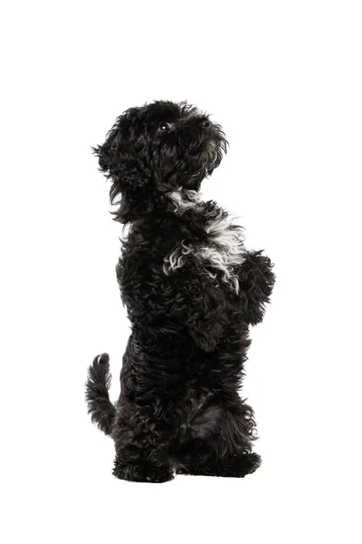 Faithful Friend Companion Portrait Fluffy Curly Black Maltipoo Dog Posing —  Fotos de Stock