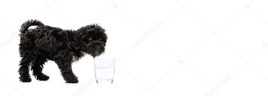 Companion. Flyer with portrait of fluffy curly black Maltipoo dog posing isolated over white background. Concept of animal, care, vet, active lifestyle. Copy space for ad. Pet looks happy