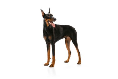 Merhamet. Beyaz arka planda izole edilmiş siyah-kahverengi Doberman 'ın stüdyo görüntüleri. Güzellik, sanat, hayvan, veteriner, ilgi ve sevgi kavramı. İlan için alanı kopyala.