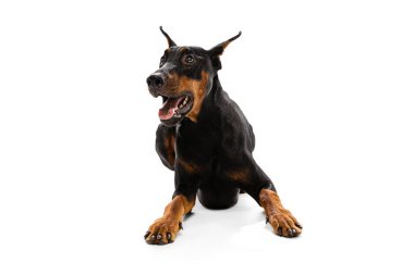 Dinlenme zamanı. Beyaz arka planda izole edilmiş siyah-kahverengi Doberman 'ın stüdyo görüntüleri. Güzellik, sanat, hayvan, veteriner, ilgi ve sevgi kavramı. İlan için alanı kopyala.