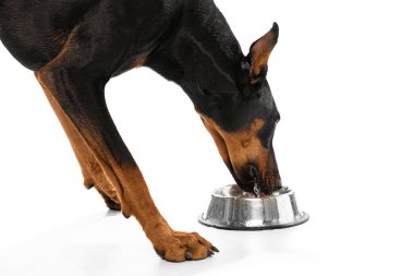Powerful paws. Closeup Doberman drinking water from bowl isolated on white studio background. Concept of beauty, art, animal, vet, care and love. Copy space for ad.