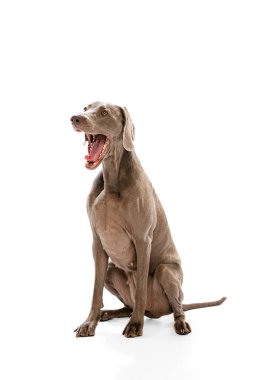 Duygular. Beyaz arka planda izole edilmiş büyüleyici gümüş renkli Weimaraner köpeğinin portresi. Üreme, sanat, hayvan, veteriner, ilgi ve sevgi kavramı. İlan için alanı kopyala.