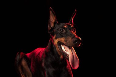 Nefes al. Siyah-kahverengi zarif Doberman köpeğinin portresi kırmızı ışıkta koyu arka planda izole edilmiş. Güzellik, sanat, hayvan, veteriner, ilgi ve sevgi kavramı. İlan için alanı kopyala.