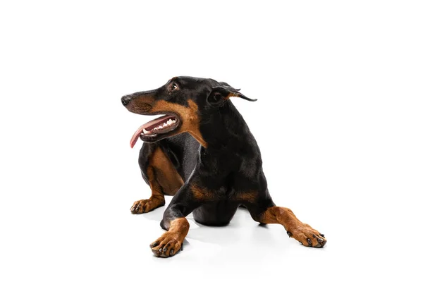 Studio Shot Adorable Black Brown Doberman Isolated White Background Concept — 스톡 사진