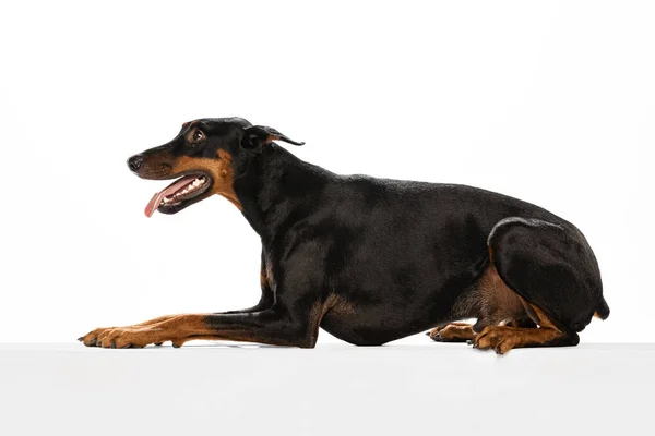 Side View Studio Shot Adorable Black Brown Doberman Isolated White — Fotografia de Stock