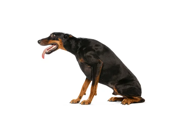Studio Shot Purebred Dog Black Brown Doberman Isolated White Background — Fotografia de Stock