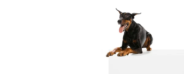 Flyer Beautiful Big Dog Black Brown Doberman Isolated White Background — Stockfoto