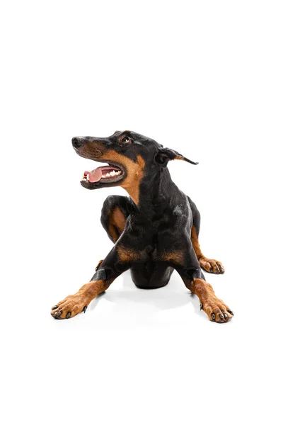 Looking Studio Shot Adorable Black Brown Doberman Isolated White Background — стоковое фото