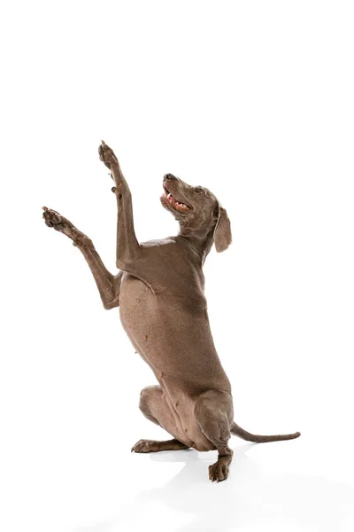 Sieht Glücklich Verspielt Aus Porträt Eines Charmanten Silberfarbenen Weimaraner Hundes — Stockfoto