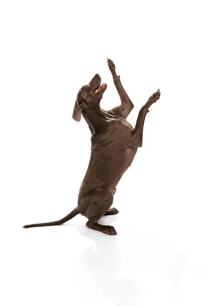 Training Portrait Charming Silver Color Weimaraner Dog Posing Isolated White — Φωτογραφία Αρχείου