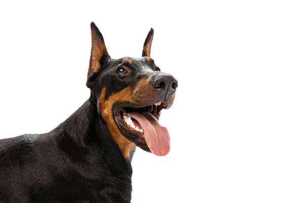 Closeup Purebred Dog Black Brown Doberman Isolated White Background Concept — 图库照片