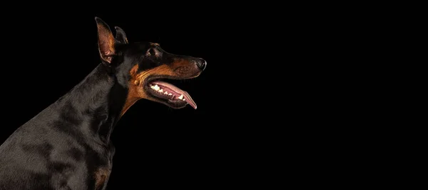 Leták Portrét Elegantního Černohnědého Dobermanského Psa Izolovaného Tmavém Pozadí Červeném — Stock fotografie