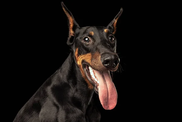Dívám Kameru Portrét Elegantního Černohnědého Dobermanského Psa Izolovaného Tmavém Pozadí — Stock fotografie