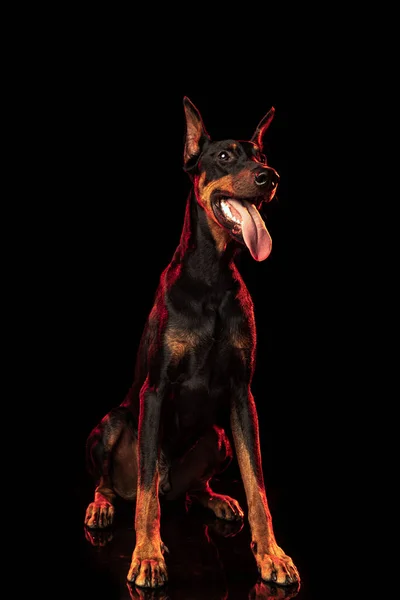 Сила Портрет Елегантної Чорно Коричневої Доберманської Собаки Ізольовано Темному Тлі — стокове фото