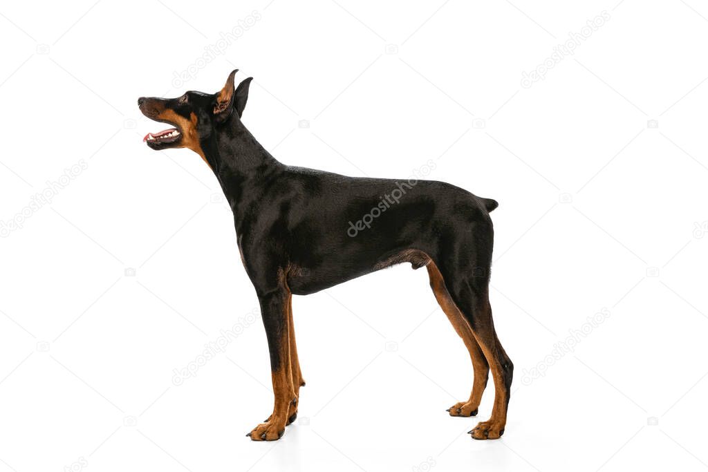 Side view. Studio shot of adorable black-brown Doberman isolated on white background. Concept of beauty, art, animal, vet, care and love. Copy space for ad.