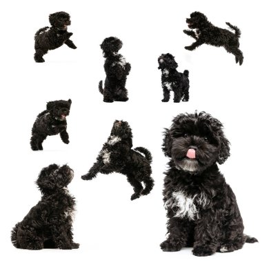 Sweet puppy. Funny black color small dog, Maltipoo in different poses over white background. Collage, set. Animal. friendship, vet, care and ad concept