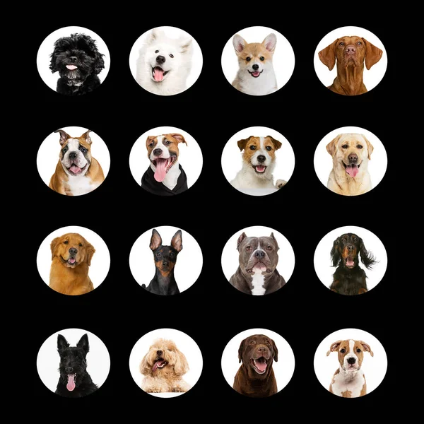 Photo Set Different Dogs Portraits Beautiful Purebred Animals Concept Beauty — Stock Photo, Image