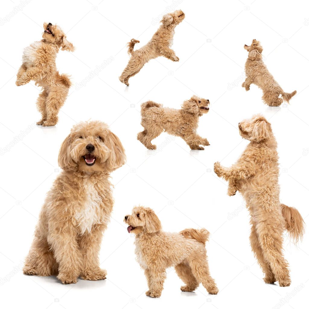 Charming pet. Cute golden color dog, Maltipoo in different poses over white background. Collage, set. Animal. friendship, vet, care and ad concept
