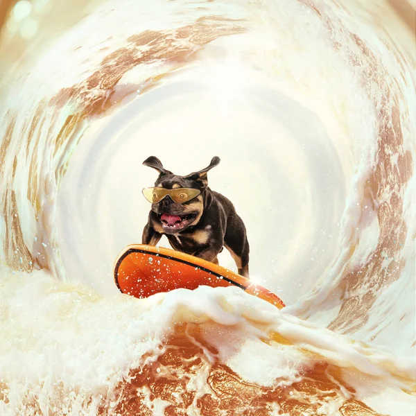 Party, summer and extreme. Funny bulldog dog surfing on huge wave of frothy beer on summer vacation over white-brown background. Concept of hobbies, animal, adventures
