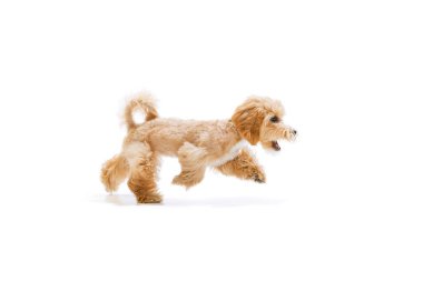 Running. Beautiful pedigree puppy, Maltipoo dog isolated over white studio background. Concept of care, animal life, health, show, breed of dog. Looks happy, delighted. Copy space for ad