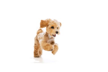 Portrait of pedigree puppy, Maltipoo dog isolated over white studio background. Concept of care, animal life, health, show, breed of dog. Looks happy, delighted. Copy space for ad