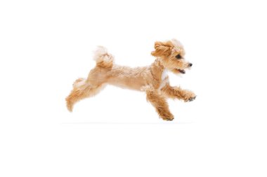 Playful puppy, little Maltipoo dog running, playing isolated over white background. Concept of care, animal life, health, show, breed of dog. Copy space for ad