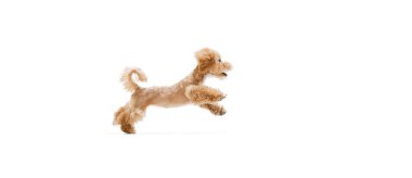 Jump. Playful puppy, little Maltipoo dog running, playing isolated over white background. Concept of care, animal life, health, show, breed of dog. Copy space for ad