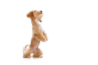 Studio shot of cute sand color Maltipoo dog posing isolated over white background. Concept of care, animal life, health, show, breed of dog. Copy space for ad